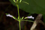 Ozark calamint